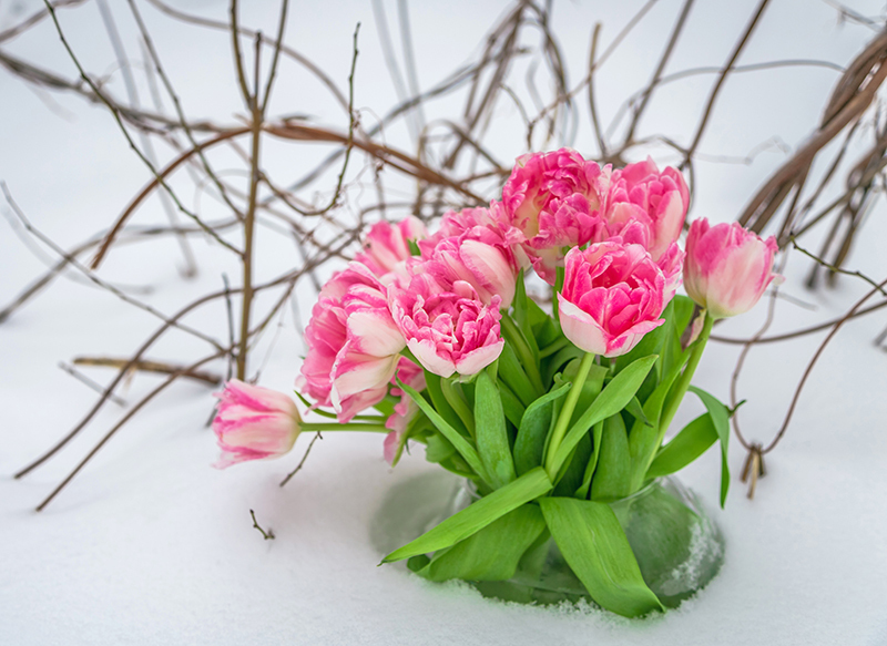 Flowers Tulips