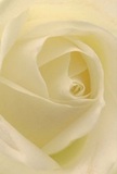 This intimate view of a cream-white rose pulls you deep into its heart-the inward curve of each delicate petal feels almost weightless, as if brushed with morning dew from Mottingham's quiet green spaces. A luminous glow lingers across the spiraled folds, while gentle shadows drift between layers of ivory, lending subtle drama and profound peace. This is not just a flower, but an experience: the soft, whisper-light texture conjures comfort and new beginnings, perfect for expressing sympathy or marking pivotal moments in life's journey. The tranquil ambiance reflects the serenity found in Mottingham's local parks, turning the bouquet into a gentle companion for both celebration and reflection. You can nearly sense the understated fragrance-sweet and pure-filling a sunlit room or accompanying an early delivery from Mottingham Florist to a cherished doorstep. The craftsmanship and emotion behind each petal are unmistakable, capturing the artistry and heart that define every thoughtfully chosen Mottingham bouquet.